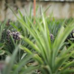 Ananas_colin-carter-yAUdC0IcKQQ-unsplash