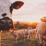 Elevage_stijn-te-strake-UdhpcfImQ9Y-unsplash