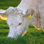 beef_good_happy-cows-263766_1920