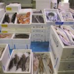 blog-rungis-market-fish-section-(2)