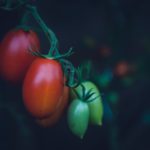 tomate_markus-spiske-ks_nwPcGdl8-unsplash